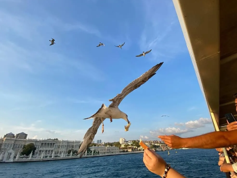 Bosphorus Cruise Tour Istanbul 4