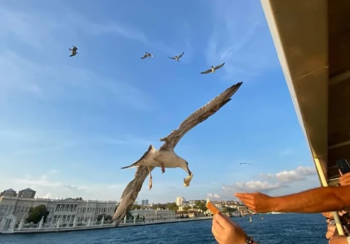 Bosphorus Cruise Tour Istanbul 4